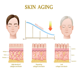 An Orally Active, Small-molecule Approach to Boost Important Protein That May Protect Against Aspects of Aging